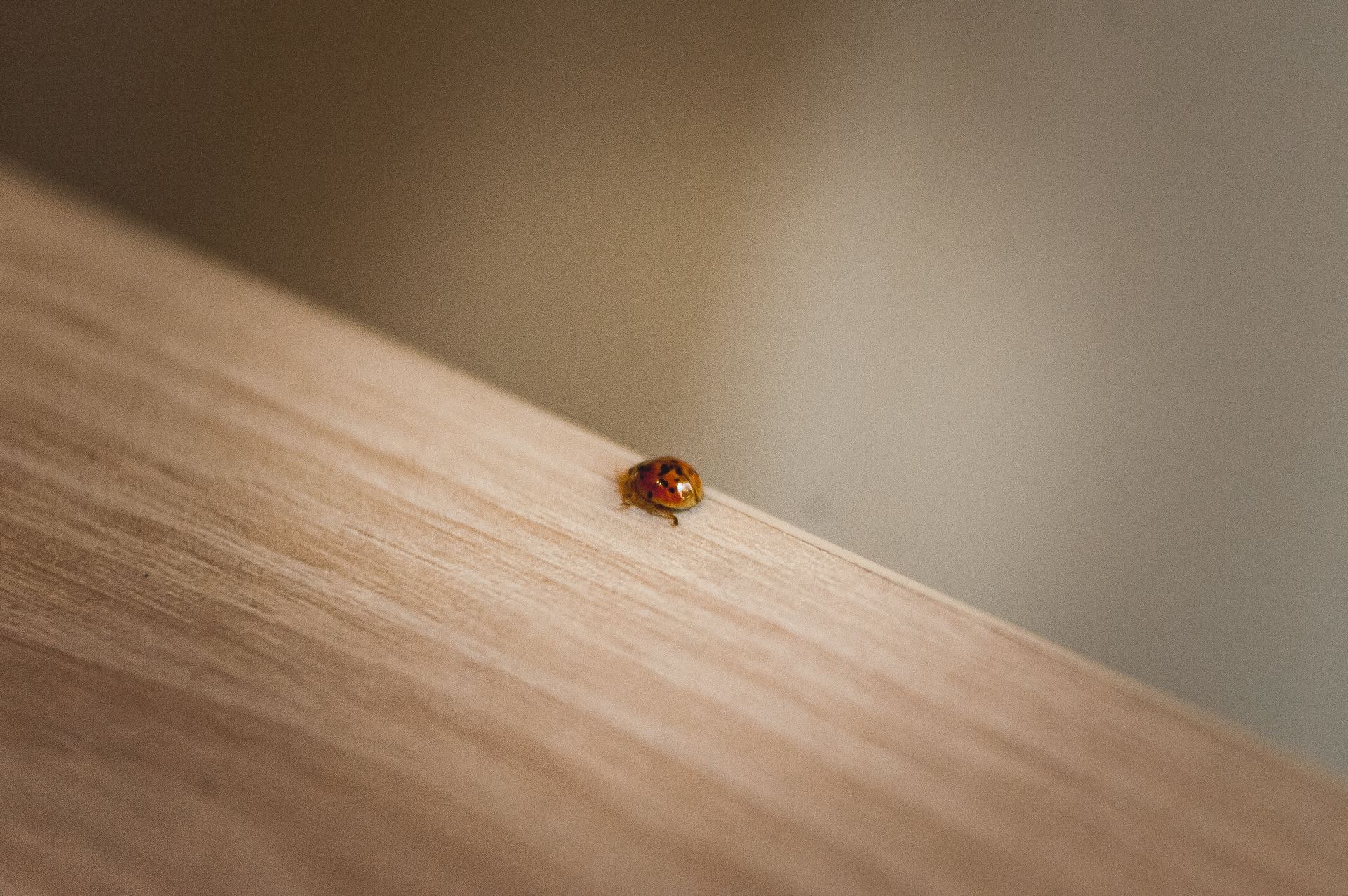haaku-photographie-mariage-ceremonie-mairie
